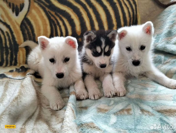 Щенки Хаски