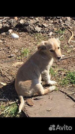 Отдам в добрые руки