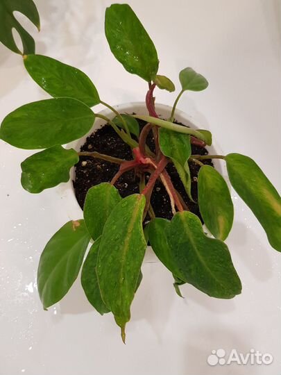 Обмен Филодендрон painted lady