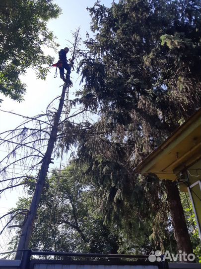 Спил деревьев