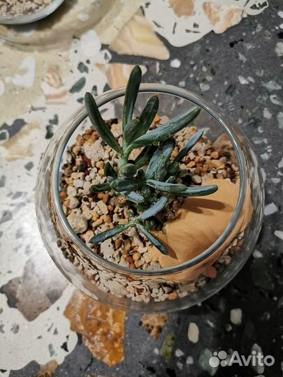 Флорариум суккулент Сенецио Серпенс
