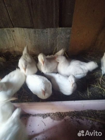 Цыплята