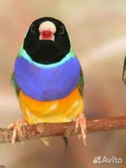 Амадины гульда самец