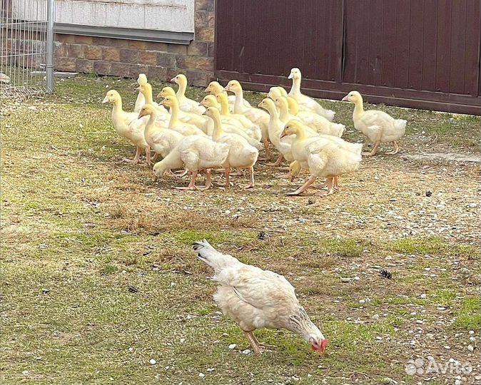 Гусята суточные подрощенные, яйца