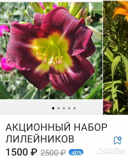 Акция Ирисы/Лилейники/Пион/Хоста/Лилия