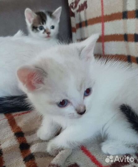 Котята с доставкой