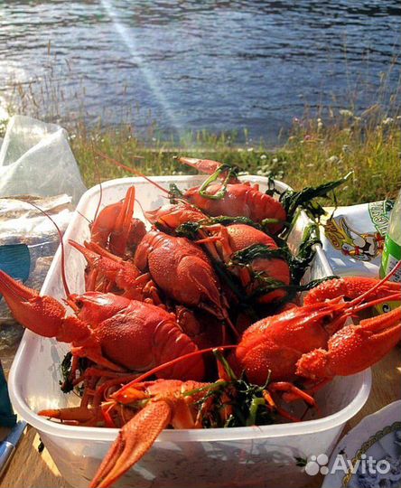 Речные раки. Размер разный