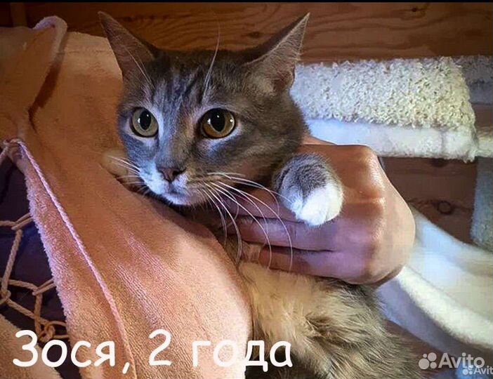 Зося нежность в белых носочках