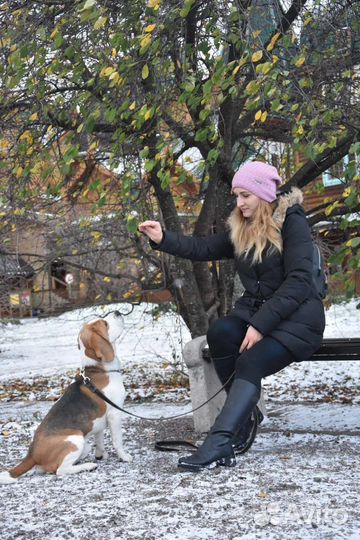 Дрессировка собак кинолог