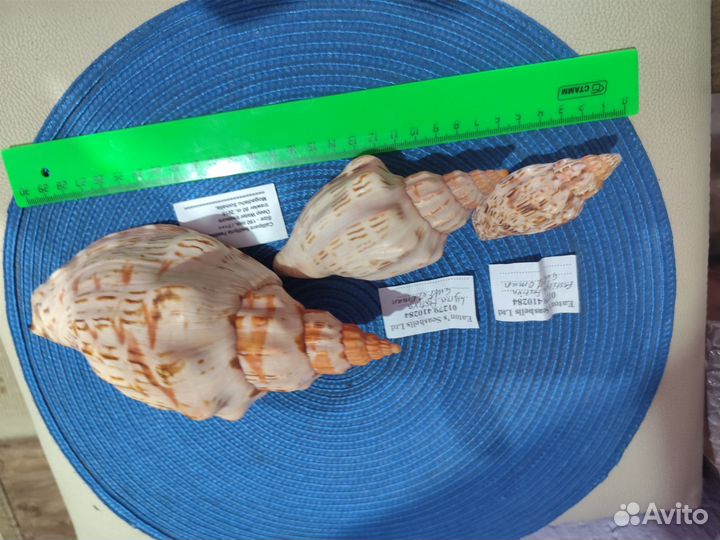 Волюта каллипара фестива, редкая