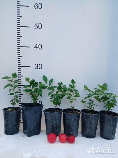 Псидиум Кетли