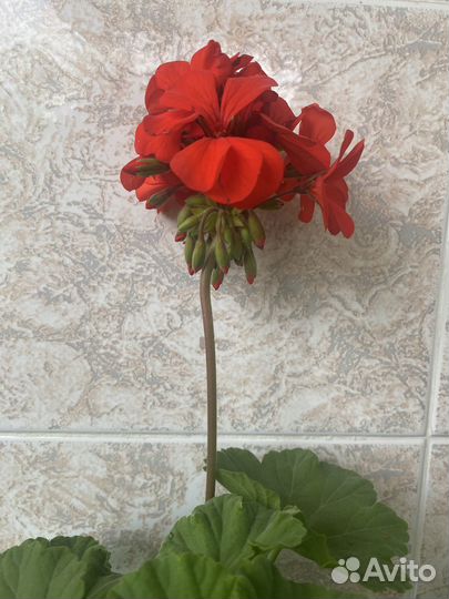 Пеларгония/ герань голландский сорт королевский