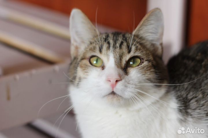 Кошка Доня
