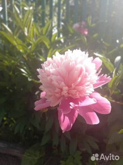 Пион целый взрослый куст