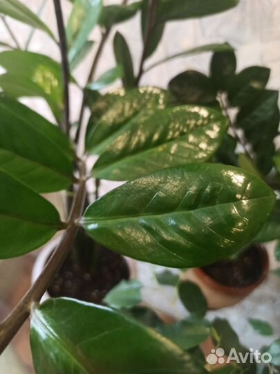 Комнатные растения