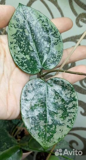 Хойи на срез