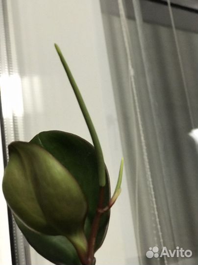 Пеперомия туполистная