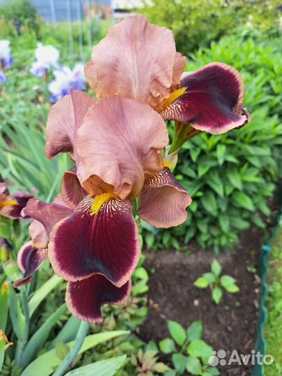 Ирисы