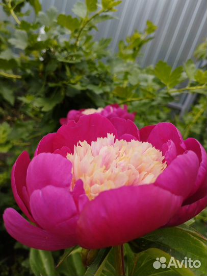 Пионы сортовые