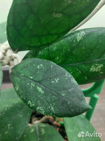 Хойи на срез