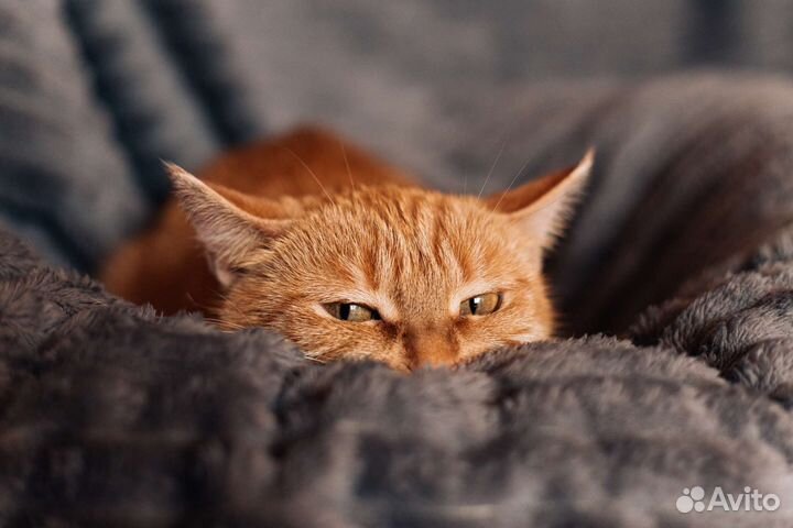 Добрая рыжая кошечка ищет дом