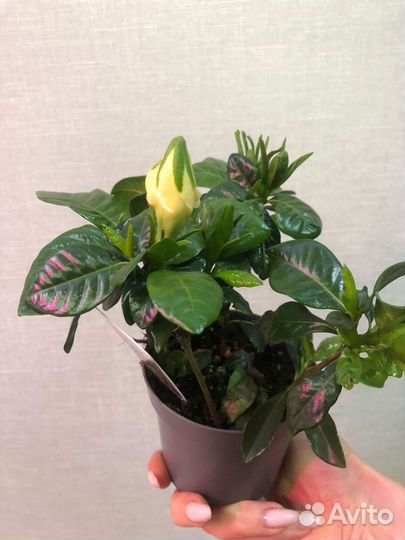 Гардения жасминовидная