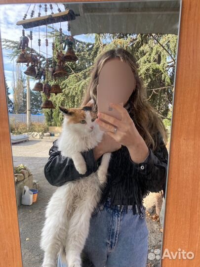 Кошки в добрые руки бесплатно