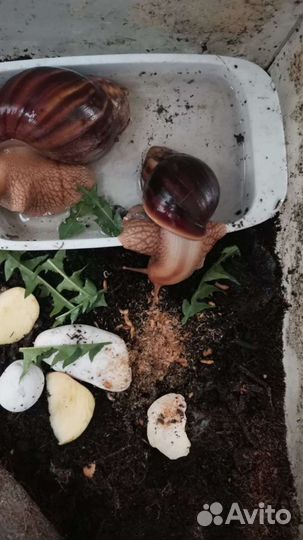 Улитки ахатины