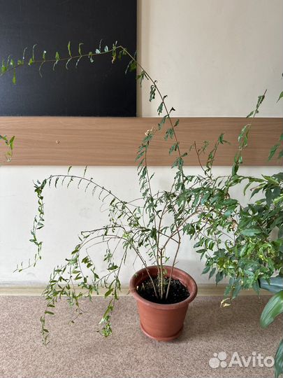 Гранат комнатный