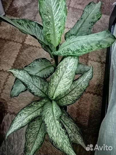 Диффенбахии красивые