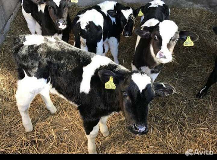 Телята бычки