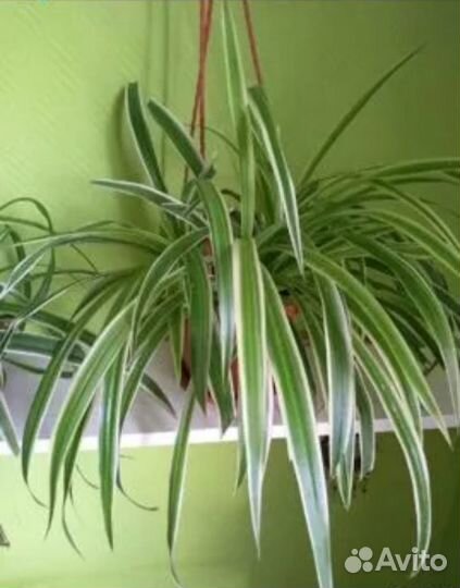 Хлорофитум лаксум, океан