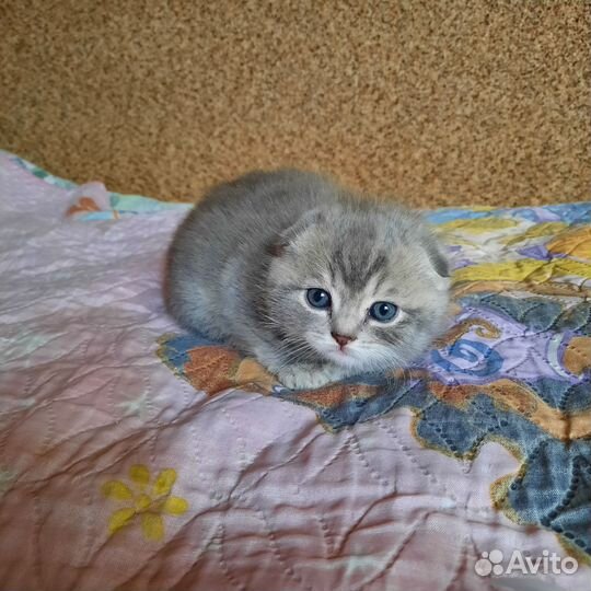 Шотландская