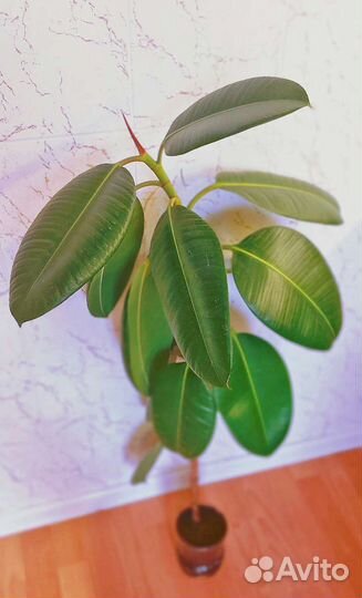 Фикус каучуконосный большой