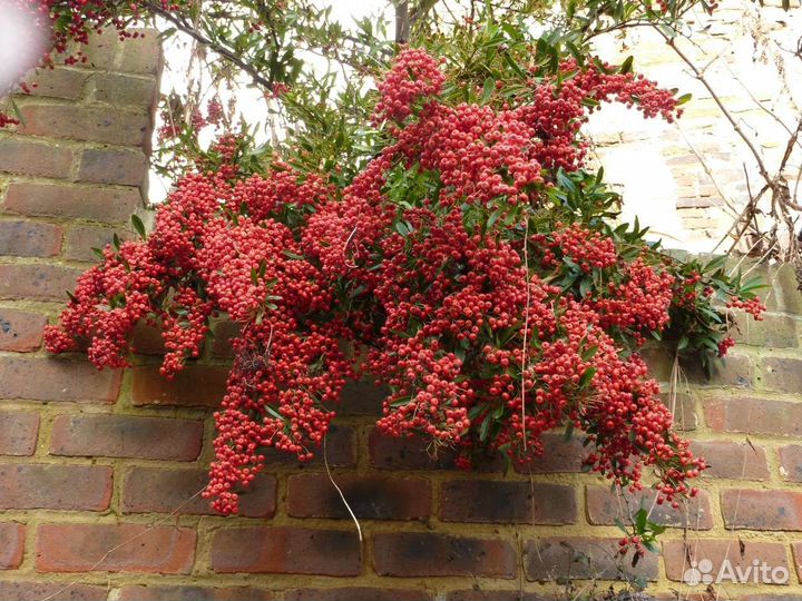 Пираканта красная зкс