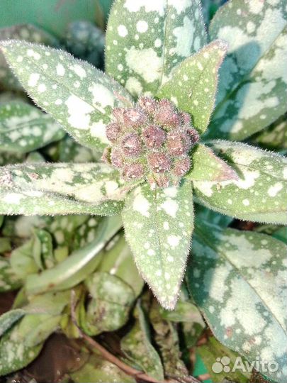 Медуница, хоста