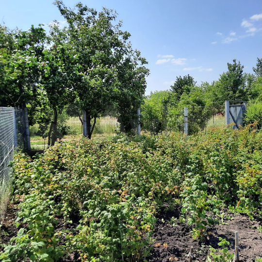 Участок 6 сот. (СНТ, ДНП)