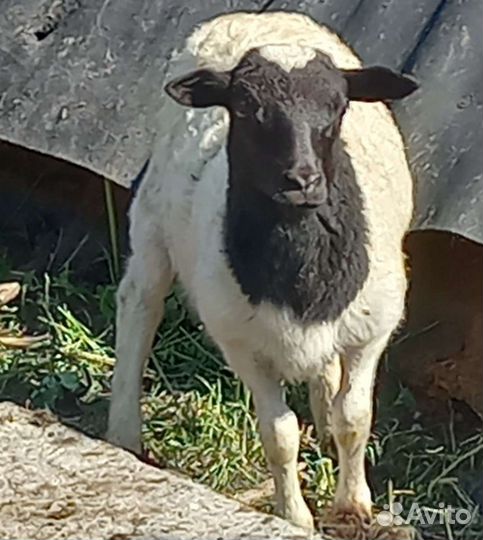 Бараны(мальчики) дорпер кросс