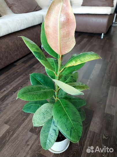 Большие комнатные цветы