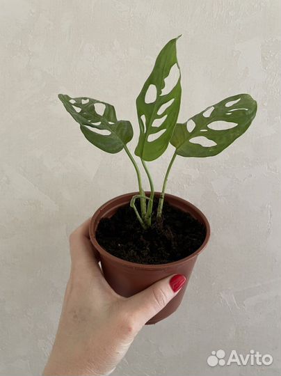 Монстера Адансона Обликва Манки Маск