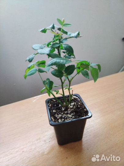 Комнатные цветы