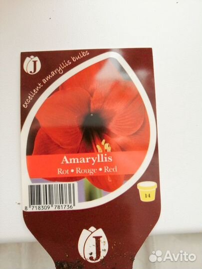 Амариллис