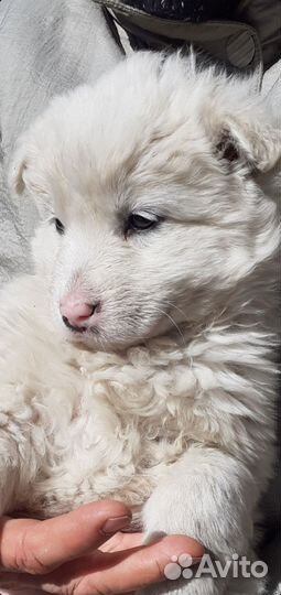 Белый щенок