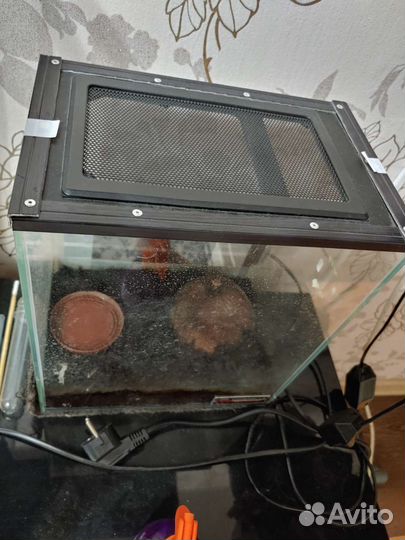 Паук птицеед