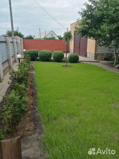 Рулонный газон