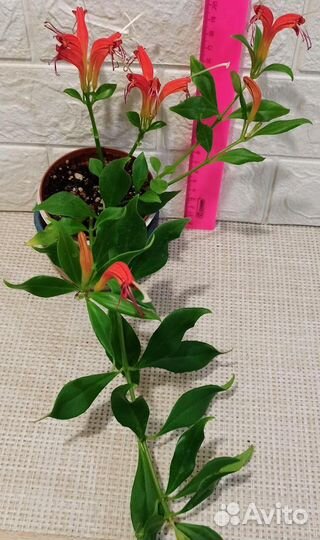 Эсхинантусы, кодонанта