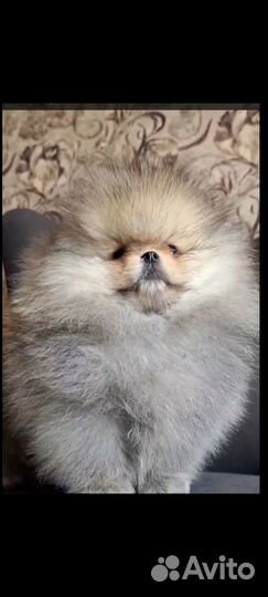 Померанский шпиц