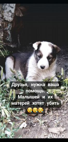 Щенки дворняжки
