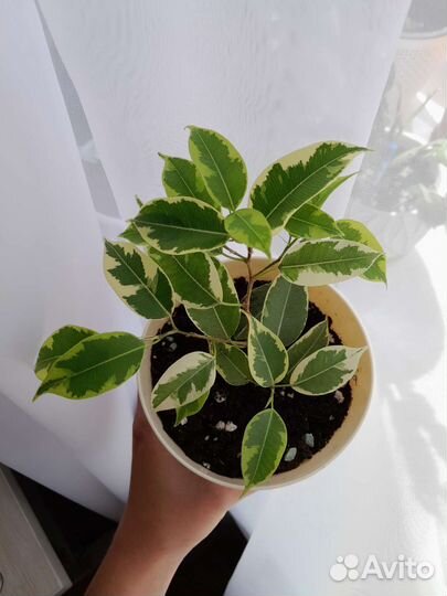 Фикус бенджамина