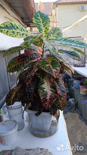 Кротон Норма